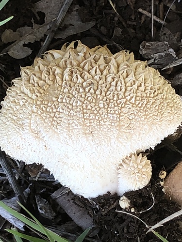 Peeling Puffball