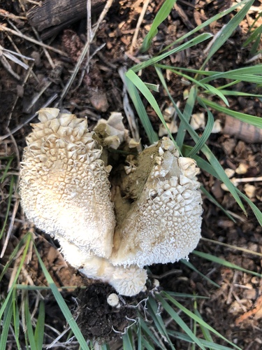 Peeling Puffball