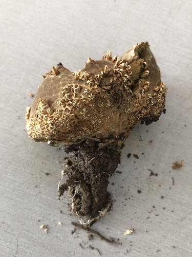 Peeling Puffball