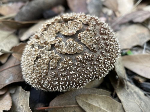 Peeling Puffball