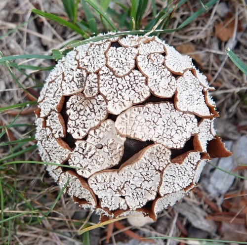 Peeling Puffball