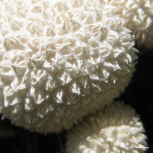Peeling Puffball