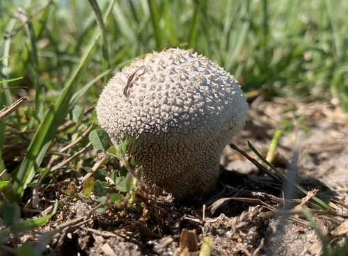 Peeling Puffball