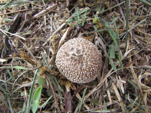 Peeling Puffball