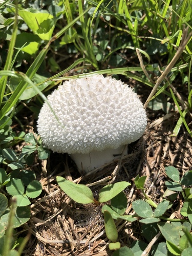 Peeling Puffball