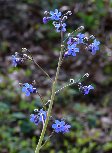 Pacific hound's tongue