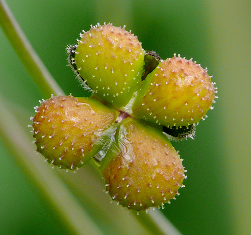 Pacific hound's tongue