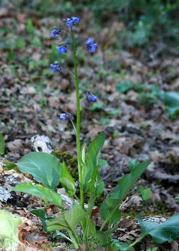 Pacific hound's tongue