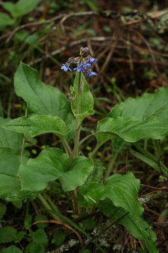 Pacific hound's tongue