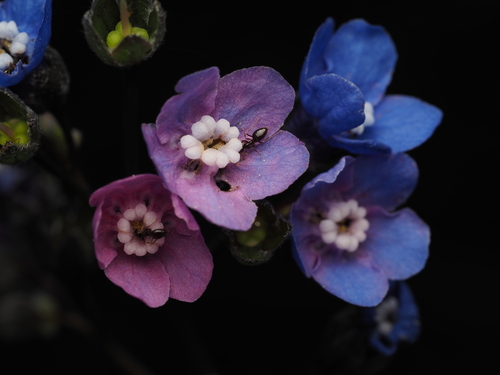 Pacific hound's tongue