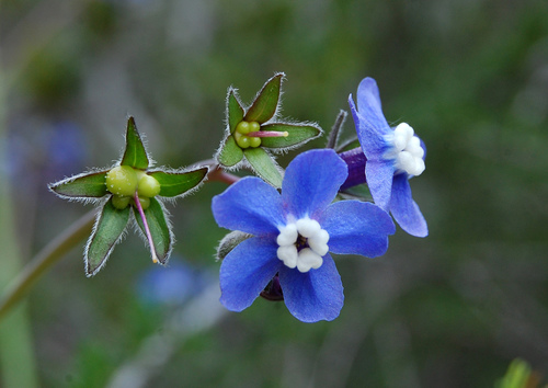 Pacific hound's tongue
