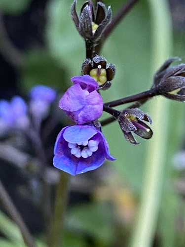 Pacific hound's tongue