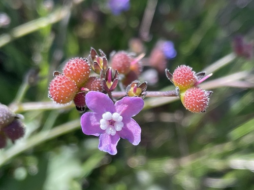 Pacific hound's tongue