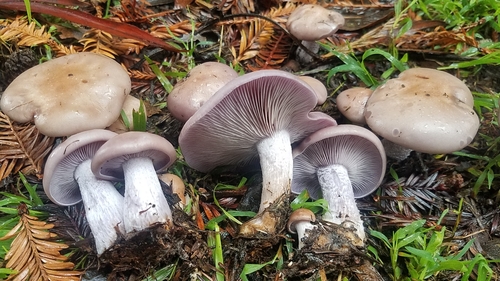 Blewit