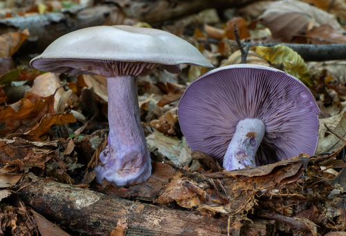 Blewit