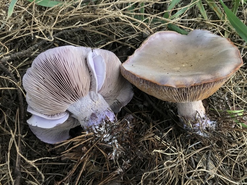 Blewit