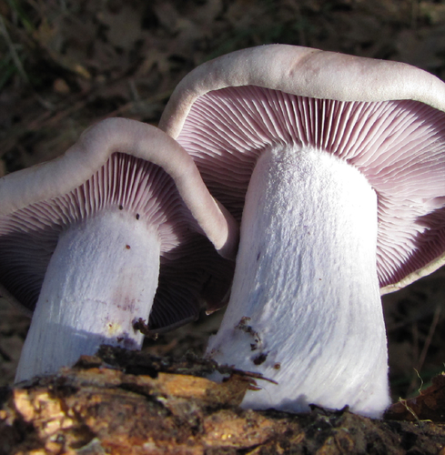 Blewit