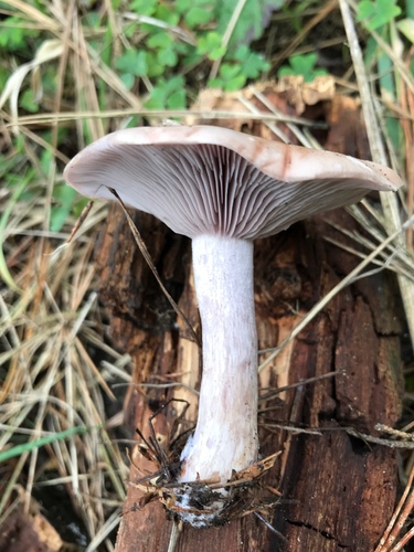 Blewit