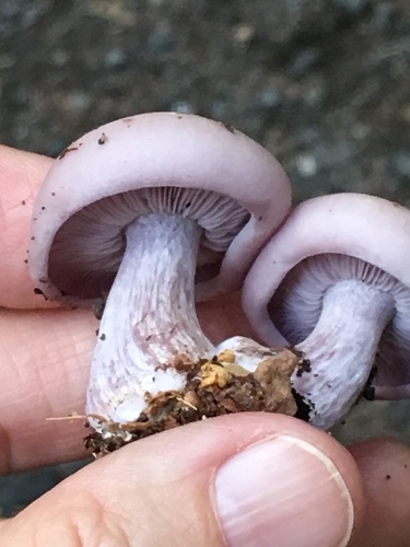 Blewit