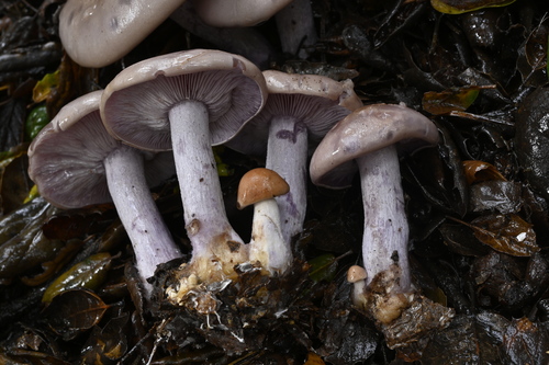 Blewit