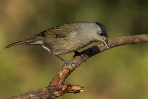Eurasian Blackcap