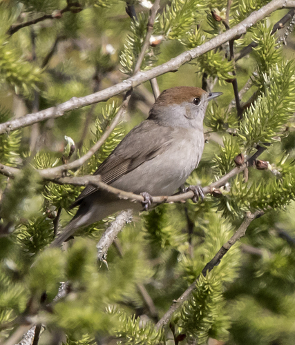 Eurasian Blackcap