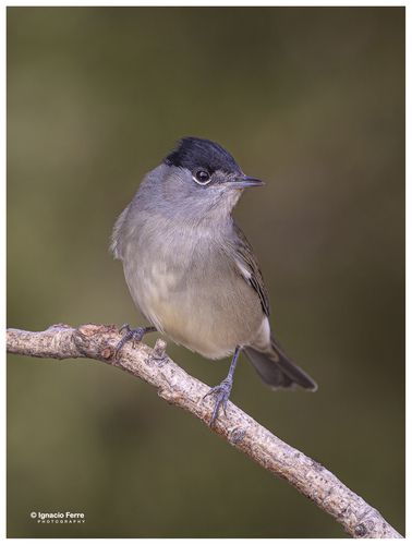Eurasian Blackcap