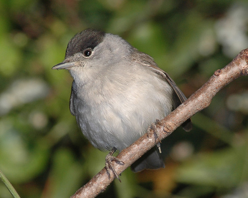 Eurasian Blackcap