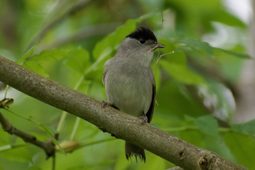 Eurasian Blackcap