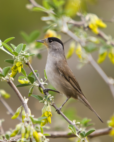 Eurasian Blackcap