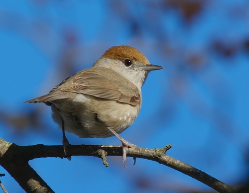 Eurasian Blackcap