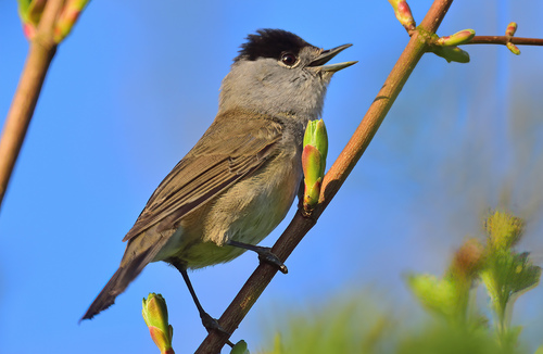 Eurasian Blackcap