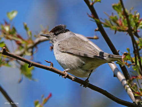 Eurasian Blackcap
