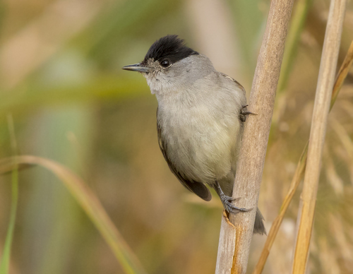 Eurasian Blackcap
