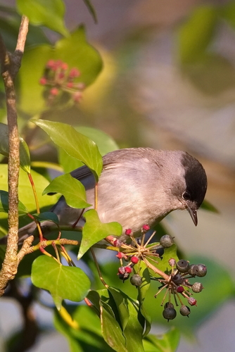 Eurasian Blackcap