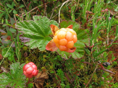 cloudberry