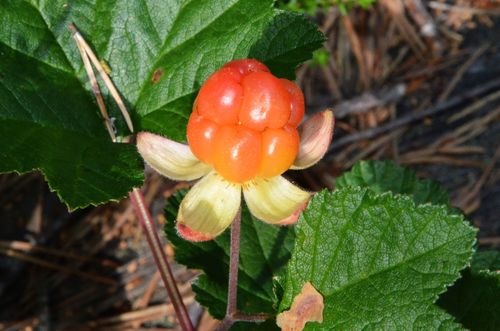 cloudberry