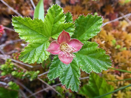 cloudberry