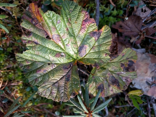 cloudberry
