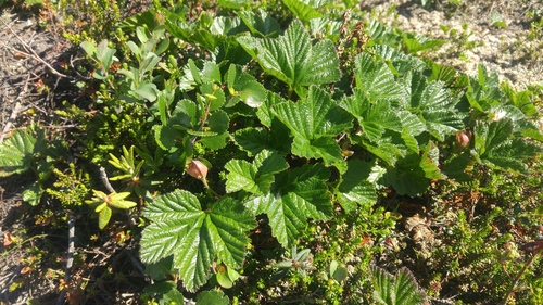 cloudberry