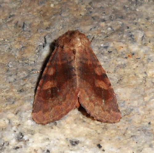 Bronzed Cutworm Moth