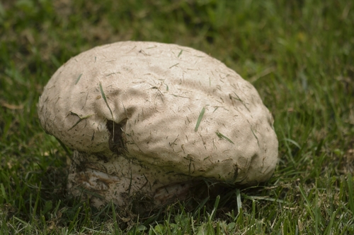 Purple-spored Puffball