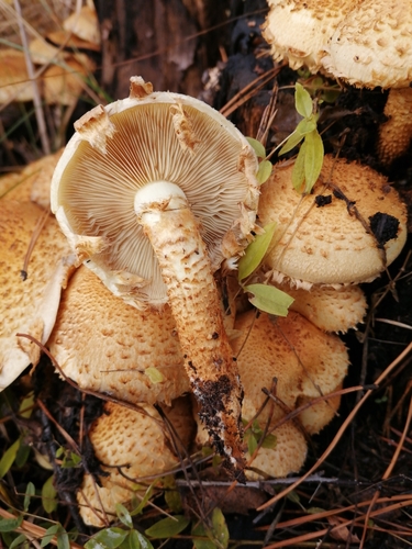shaggy scalycap
