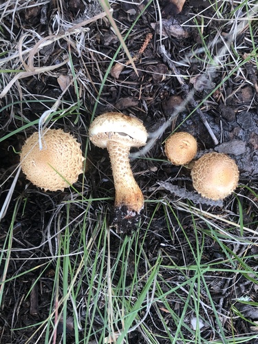 shaggy scalycap