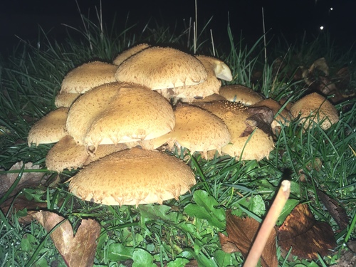 shaggy scalycap
