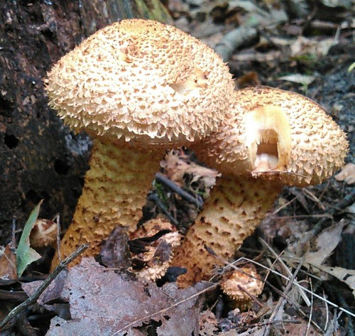 shaggy scalycap