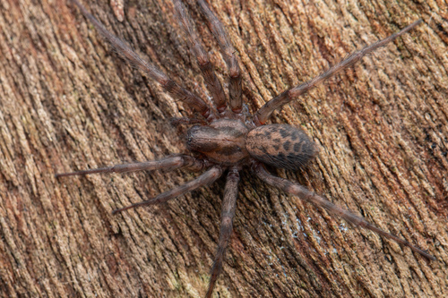 Barn Funnel Weaver