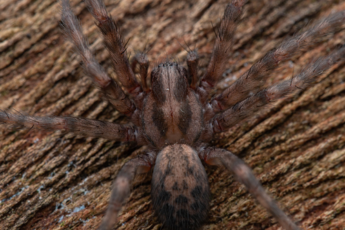 Barn Funnel Weaver