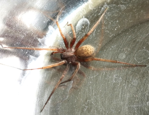 Barn Funnel Weaver