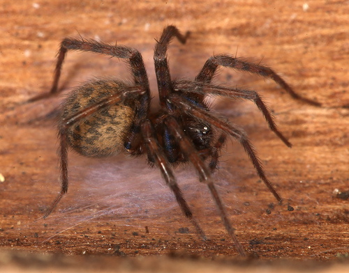 Barn Funnel Weaver